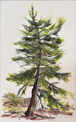 Mighty Fir on First Tee