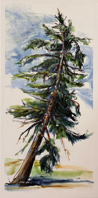 Available: "Richard's Fir on First Tee" S25'