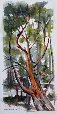 Available: "Notch Oldie Arbutus"